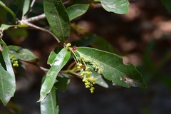 Quercus sebifera