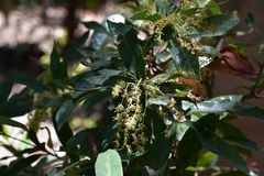 Quercus sebifera