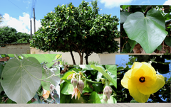 Hibiscus tiliaceus tiliaceus