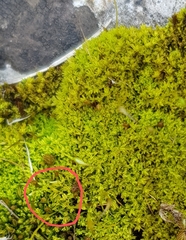 Trichostomum meridionale
