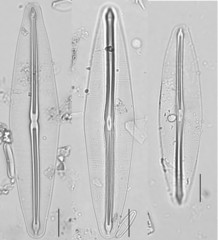 Frustulia rhomboides