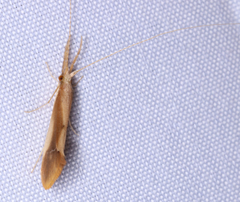 Triaenodes marginatus