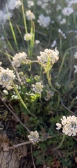 Teesdalia