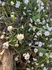Teesdalia