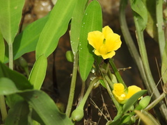 Limnocharis