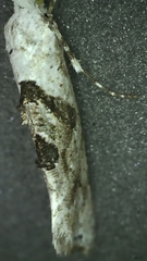 Ypsolopha asperella