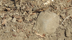 Trimerotropis fontana