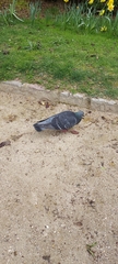 Columba livia