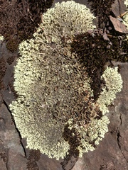Xanthoparmelia angustiphylla