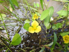 Limnocharis