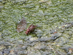 Polistes tenebricosus