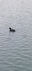 Fulica atra