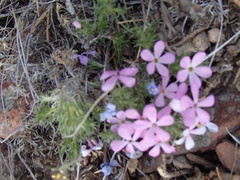 Phlox douglasii