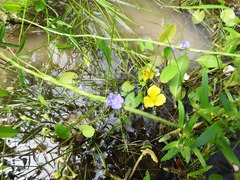 Limnocharis