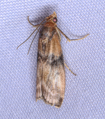 Meroptera cviatella