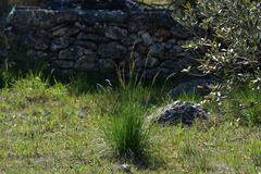 Helictotrichon convolutum