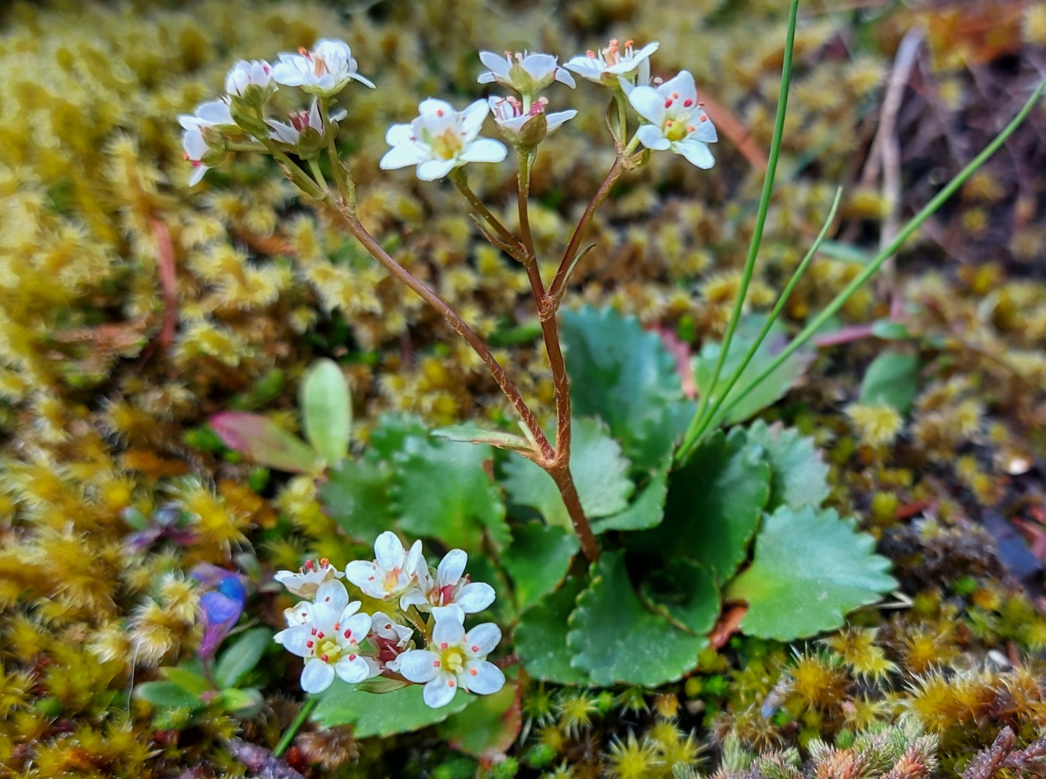 Micranthes rufidula