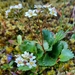 Rustyhair Saxifrage - Photo (c) Terry M, some rights reserved (CC BY-NC), uploaded by Terry M