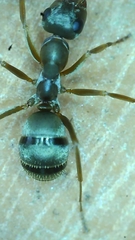 Formica cinerea