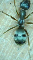 Formica cinerea