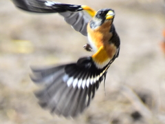 Fringilla montifringilla