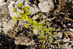 Euphorbia macroclada
