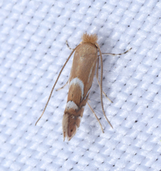 Phyllonorycter aeriferella