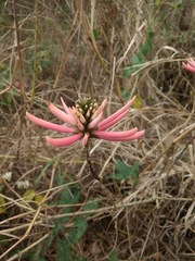 Erythrina lanata