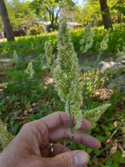 Poa arachnifera