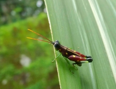 Syntomacris guttulosa