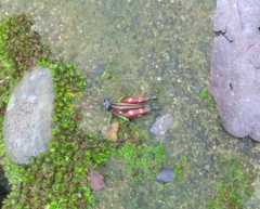 Syntomacris guttulosa