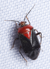 Neocapsus