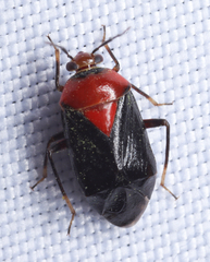 Neocapsus