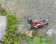 Syntomacris guttulosa