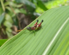 Syntomacris guttulosa