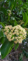 Ehretia latifolia