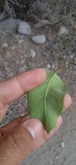 Ehretia latifolia