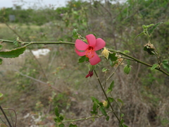 Hibiscus poeppigii
