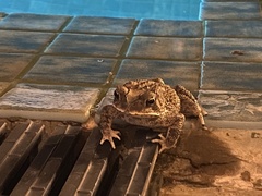 Duttaphrynus melanostictus