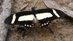 Heraclides torquatus