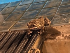 Duttaphrynus melanostictus