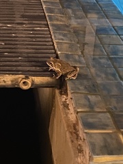 Duttaphrynus melanostictus