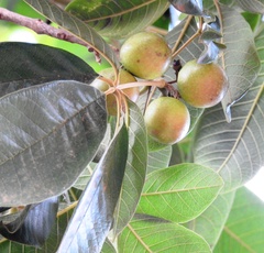 Hancornia speciosa
