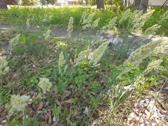 Poa arachnifera