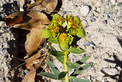 Euphorbia macroclada
