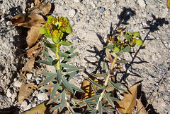 Euphorbia macroclada