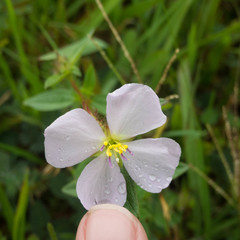 Pterolepis glomerata