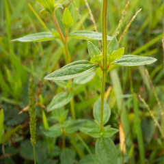 Pterolepis glomerata