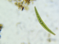Closterium moniliferum