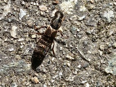 Ocypus aeneocephalus